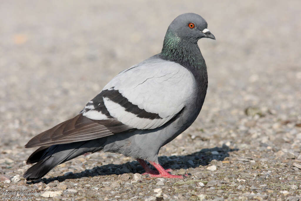 Un dépigeonnage