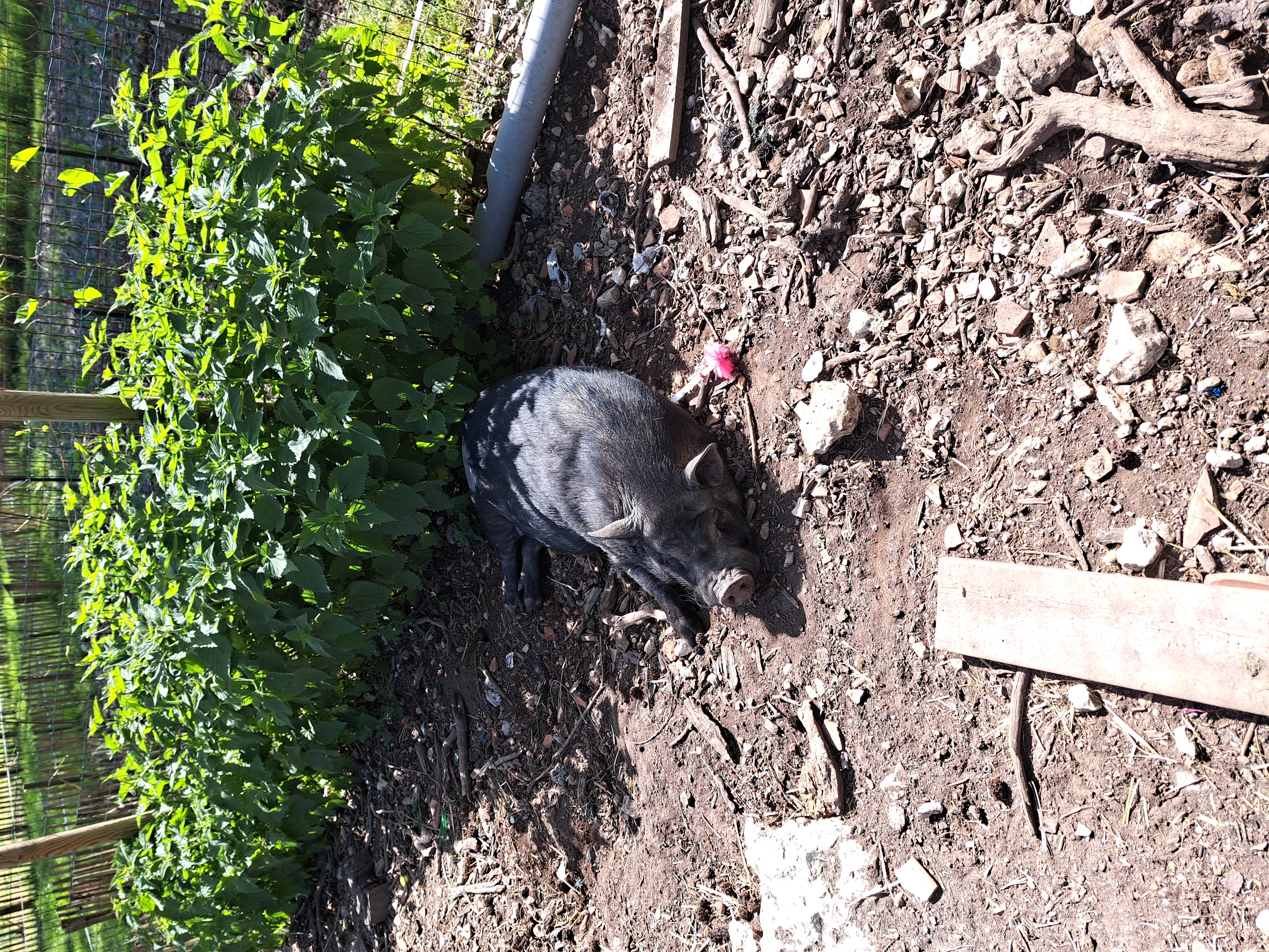 Fléchage cochon vietnamien