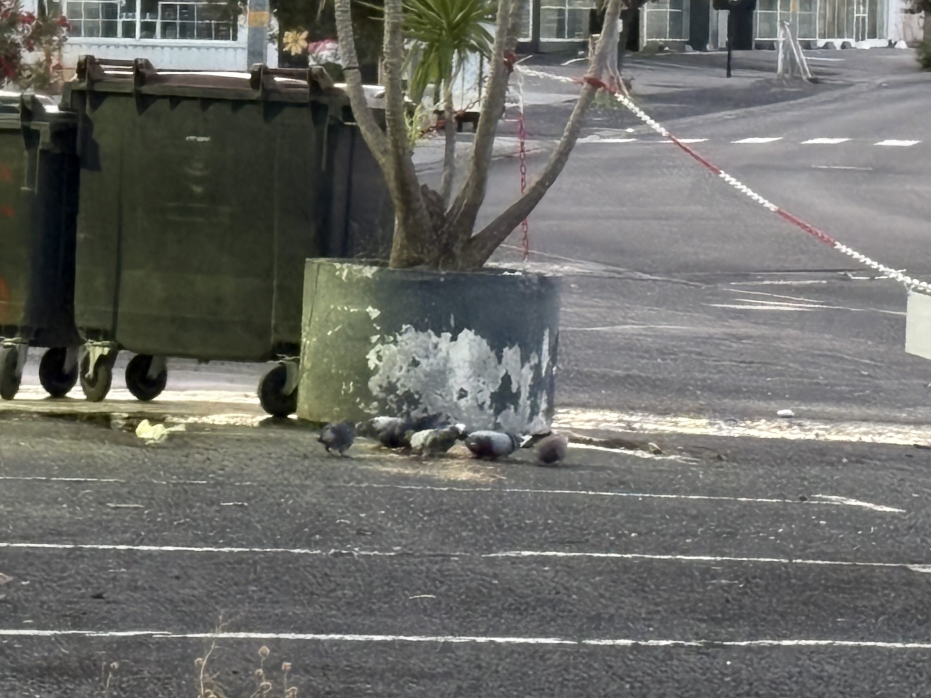 Appater et abreuver les pigeons = présence permanente
