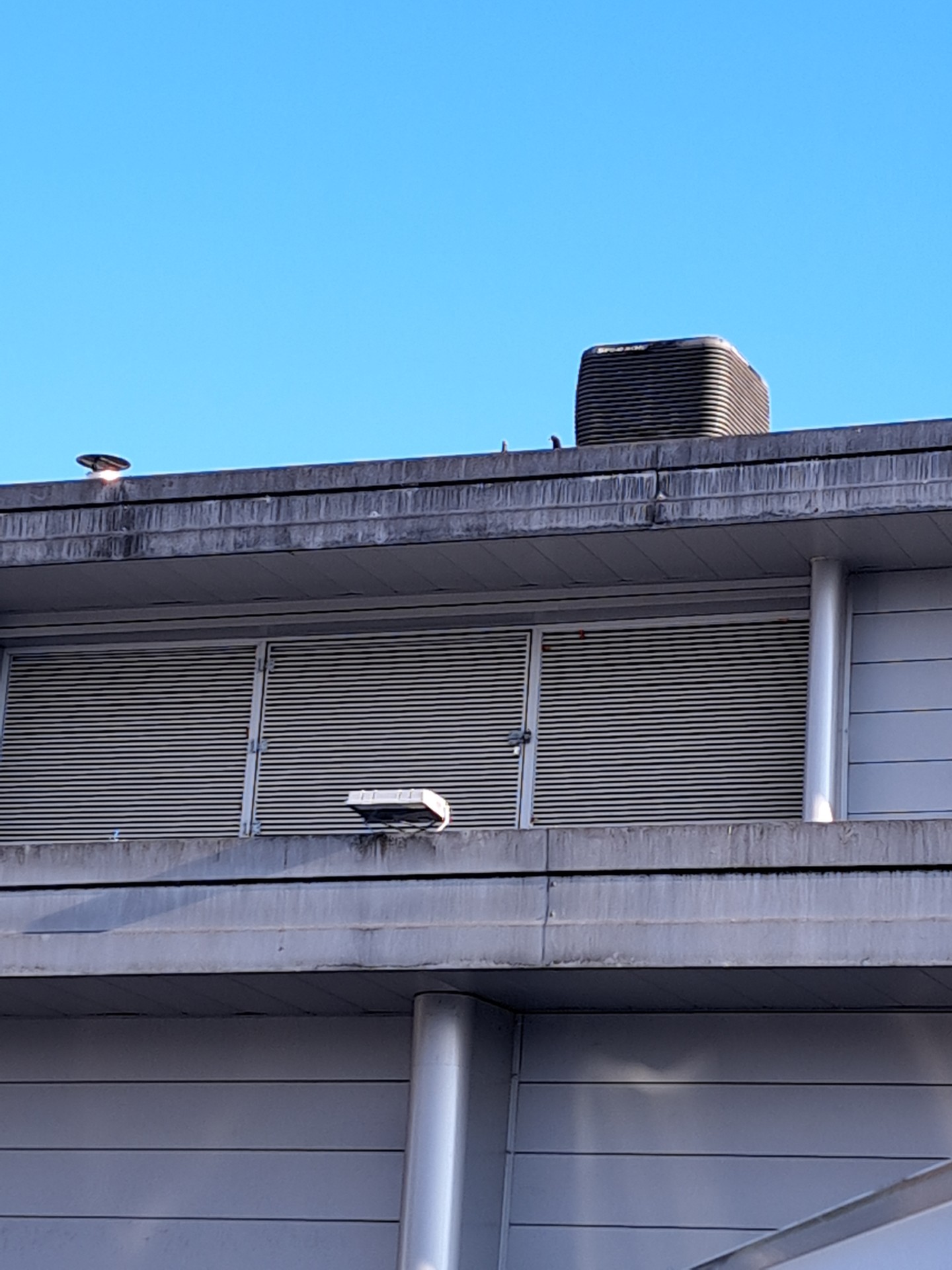 Abreuvoir improvisé, dépigeonnage par tir