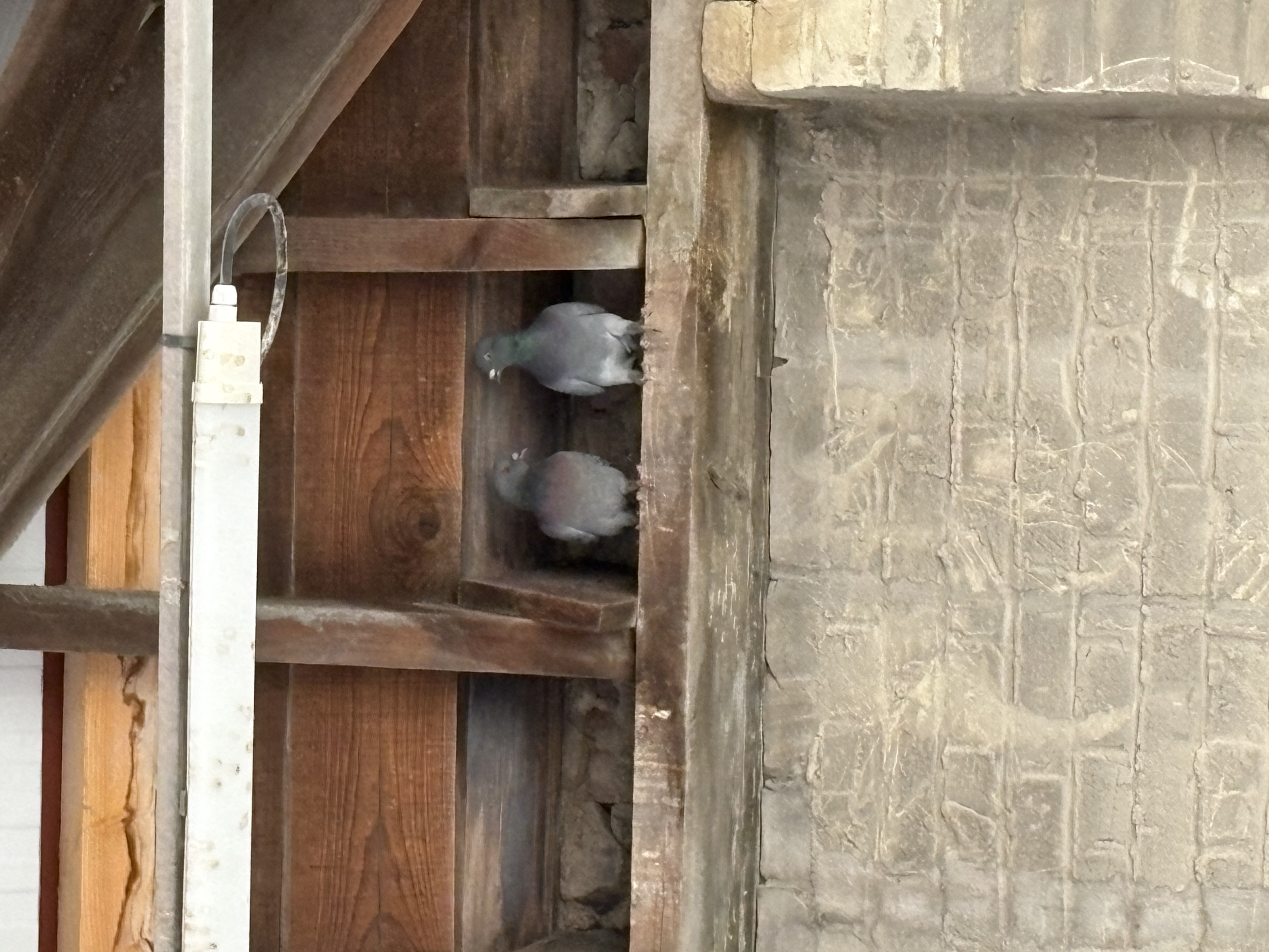 Dépigeonnage par tir dans une entreprise de carrelage