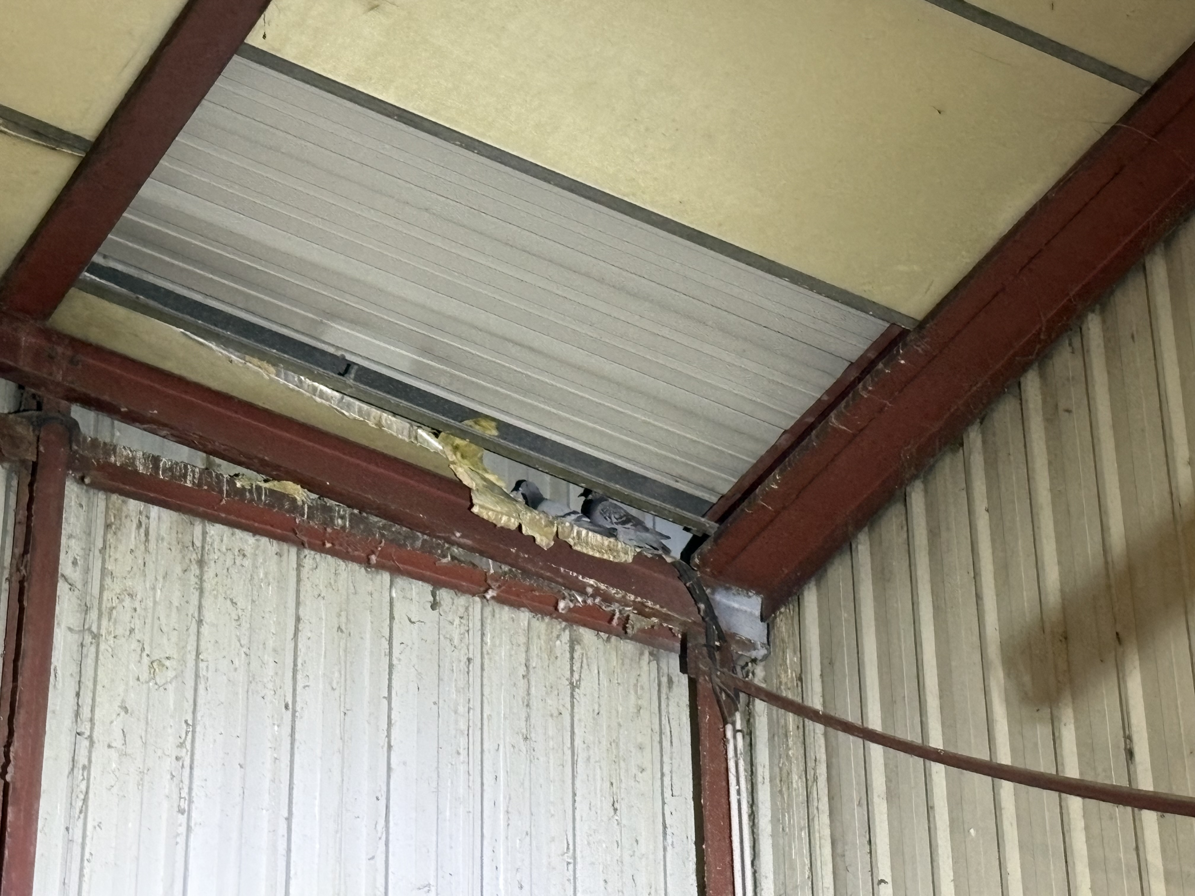 Dépigeonnage par tir dans un entrepôt à Oullins Pierre Bénite